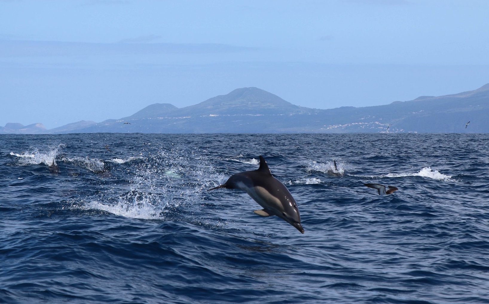 cetaceans Horta