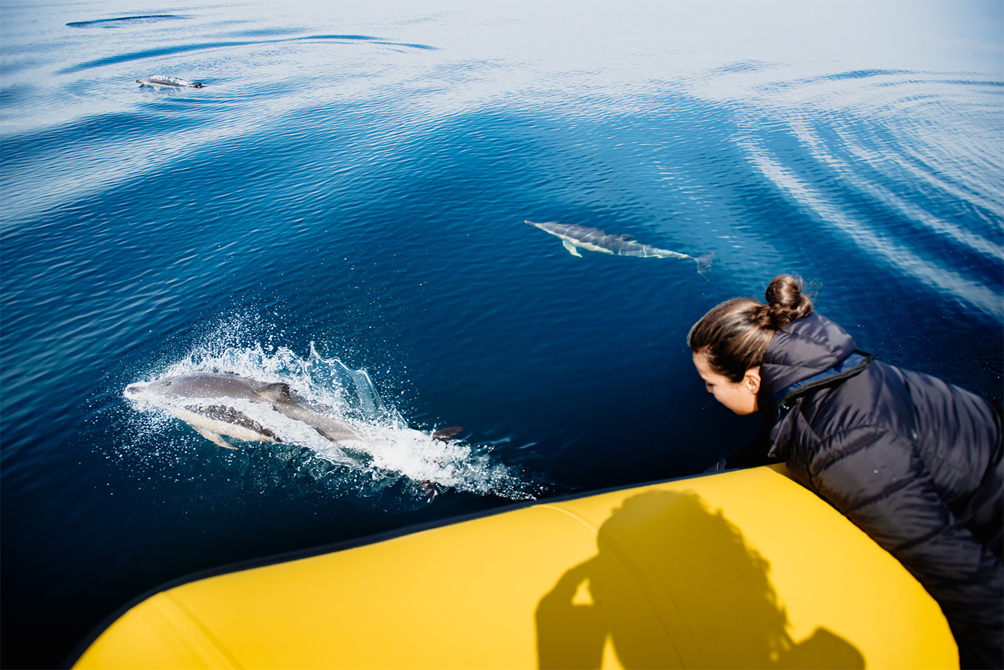 Get as close to dolphins as never before