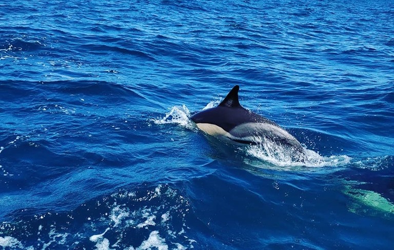 dolphin watching Vilamoura