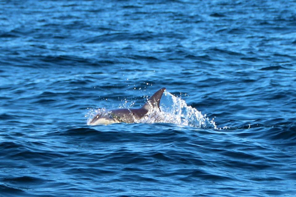 dolphin watching Algarve
