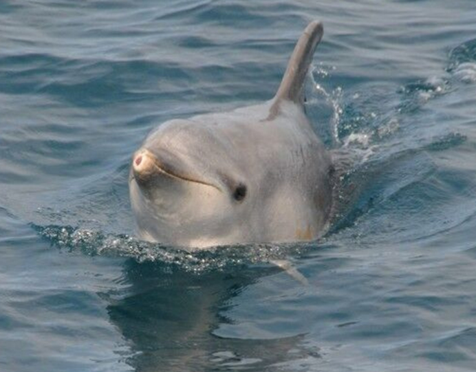 Meet playful dolphins