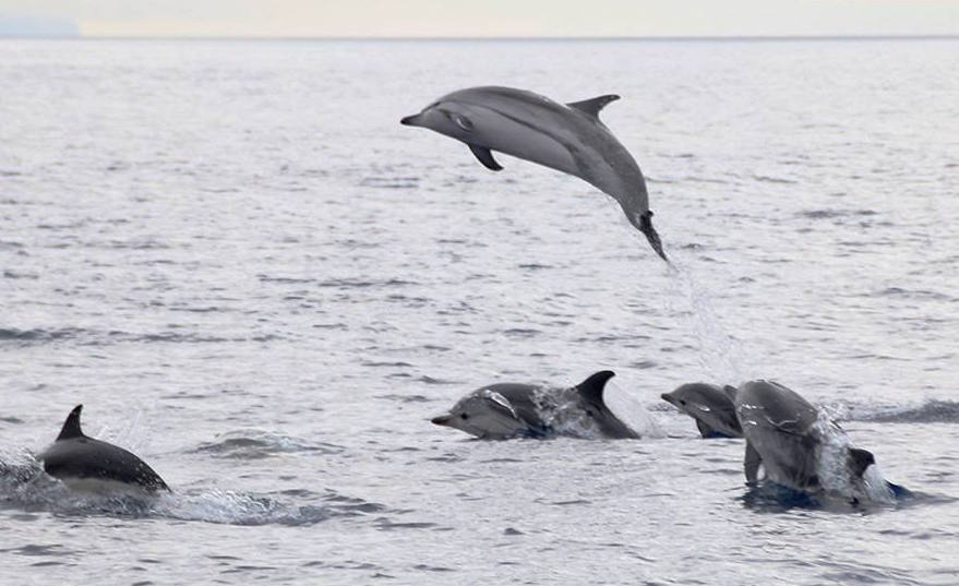 swimming with dolphins from Terceira Island Cover