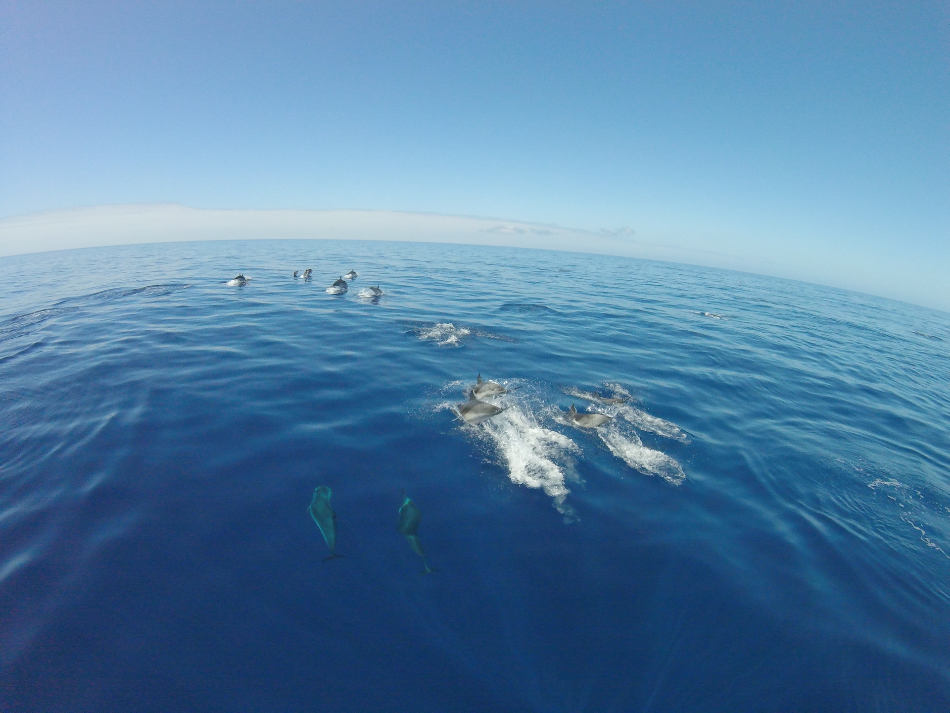 Dolphins Canary Islands