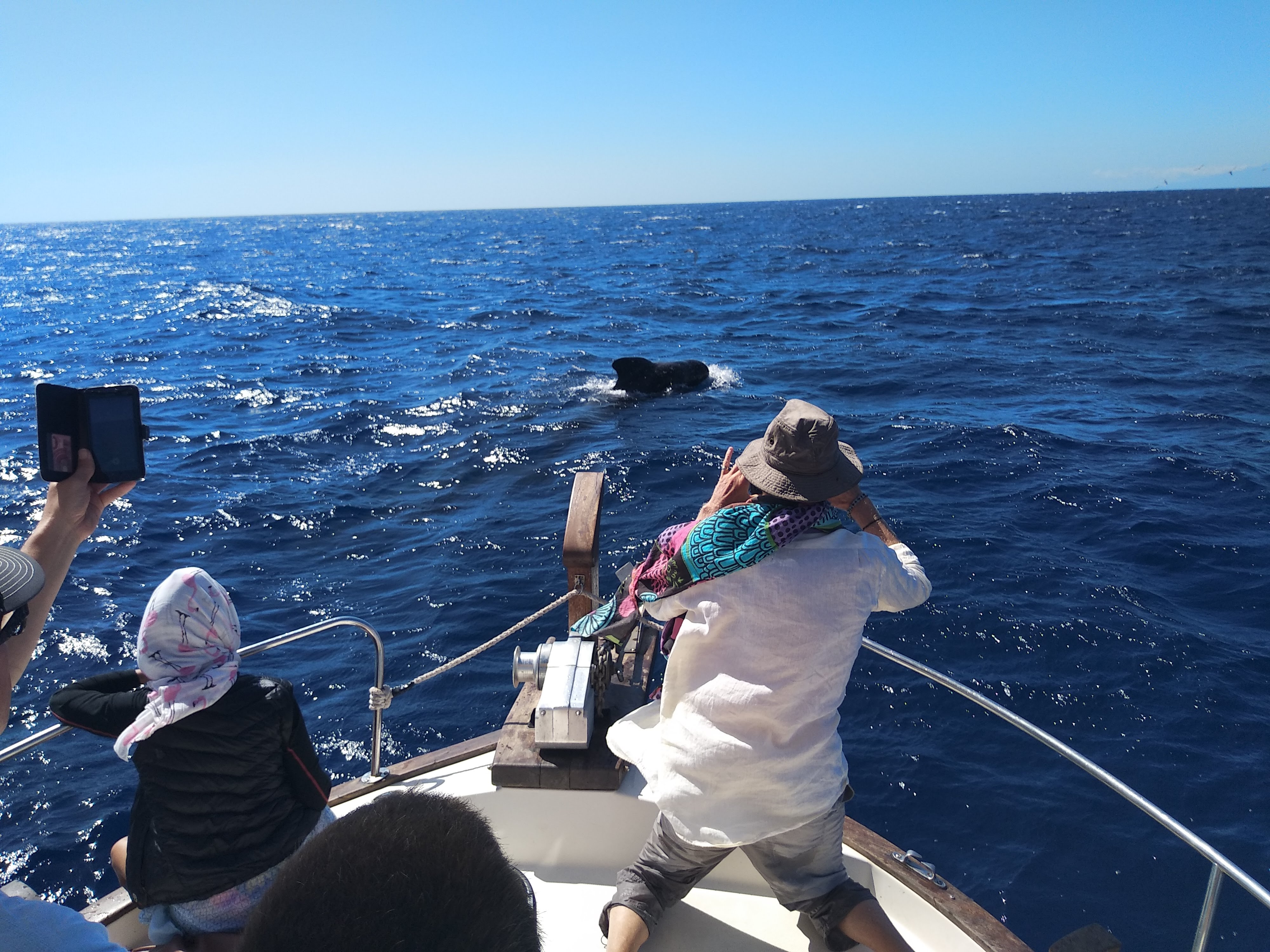 Whales and dolphins La Gomera