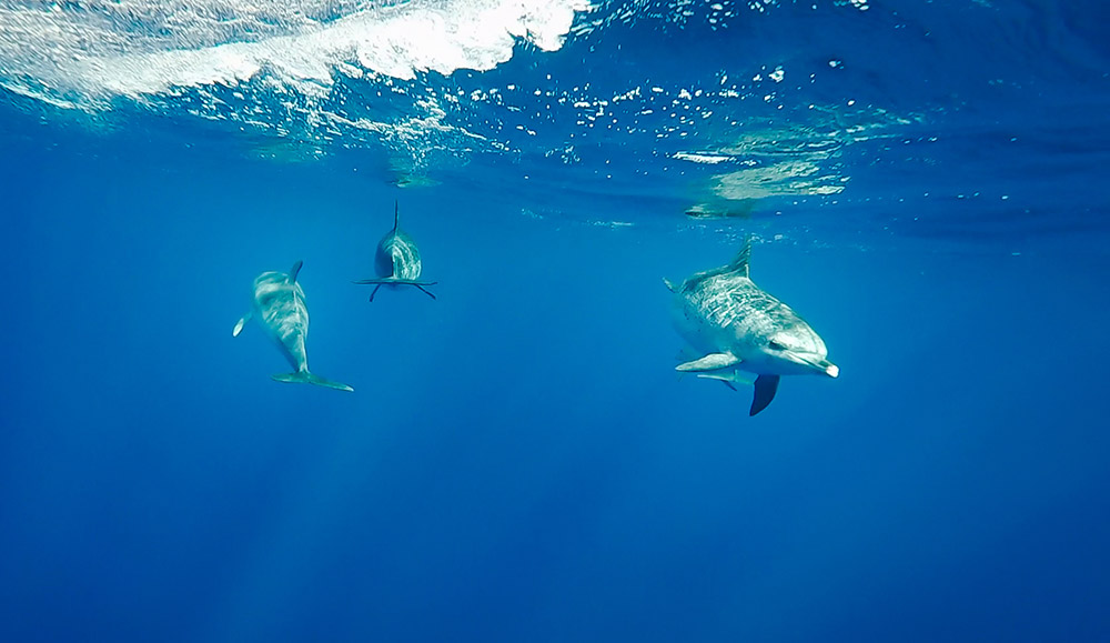 Swimming dolphins in Azores