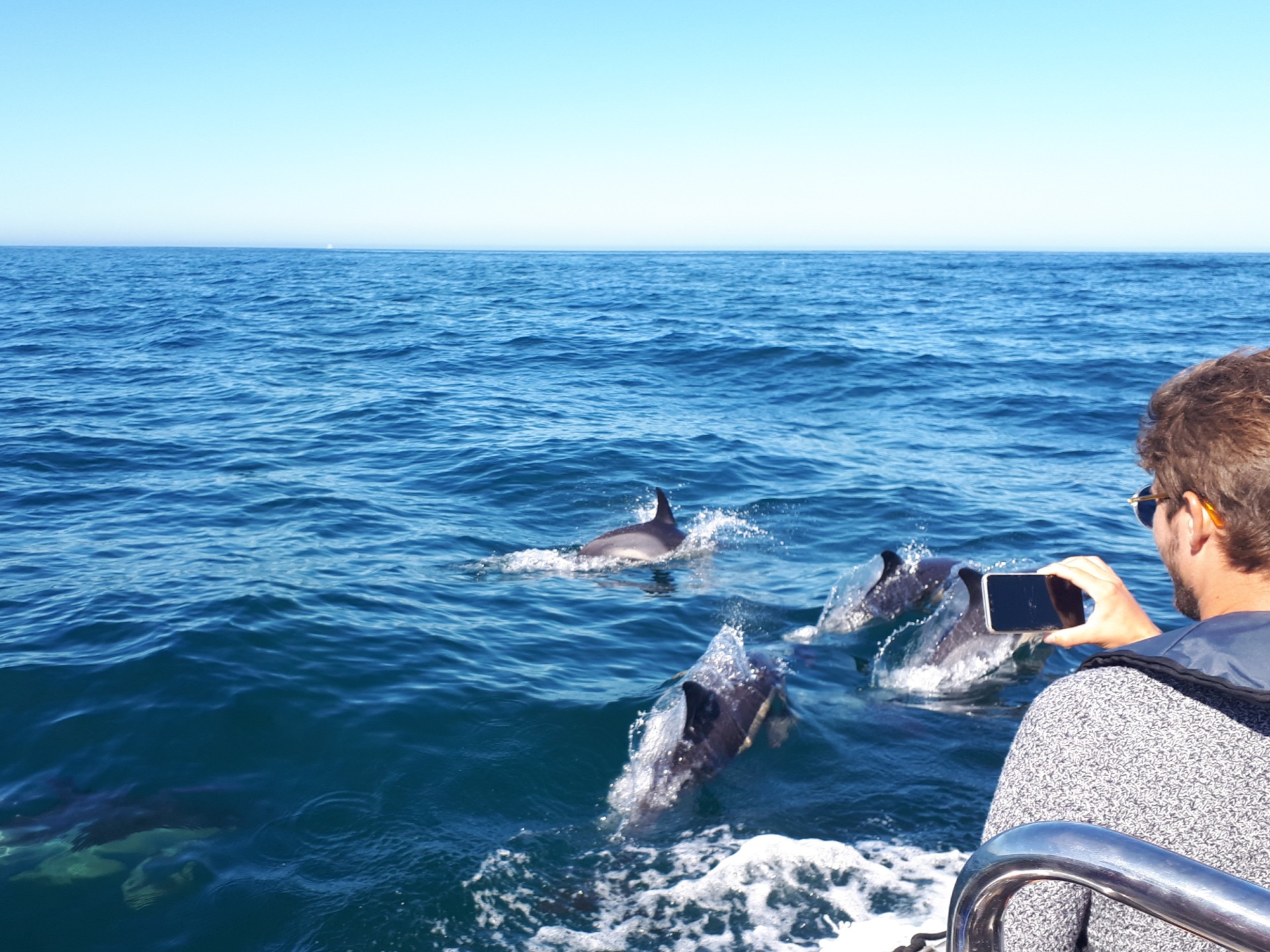 dolphins in Lisbon