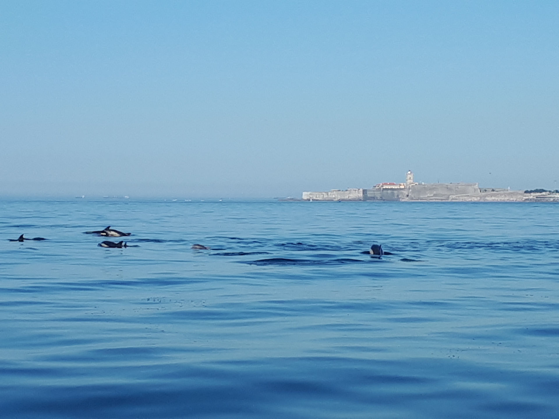 dolphin tours in Lisbon
