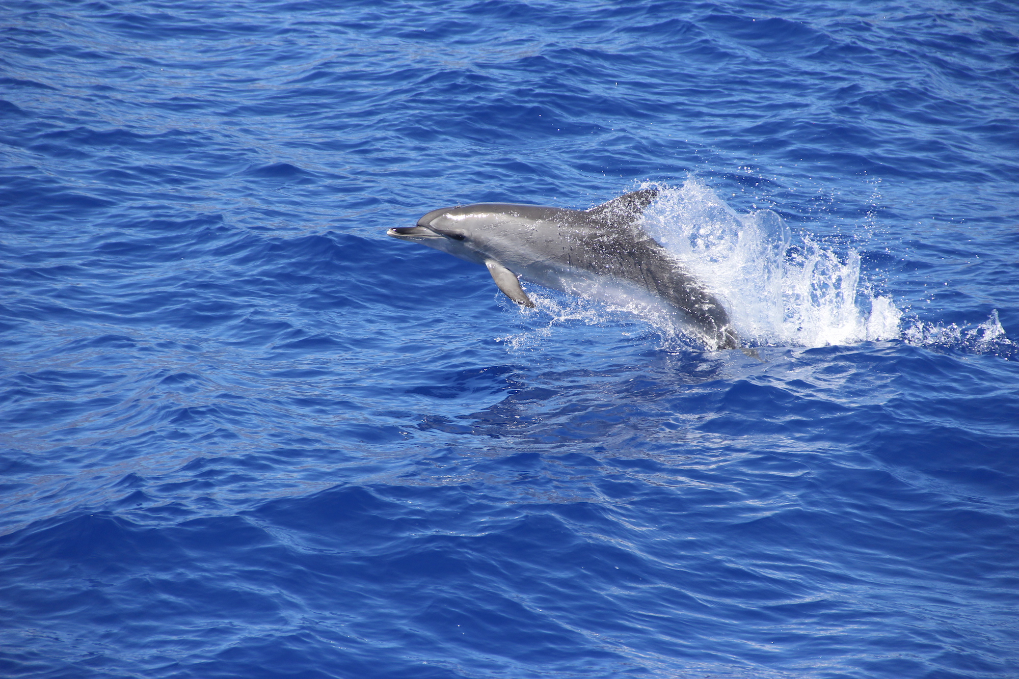 dolphins watching tour in Madeira
