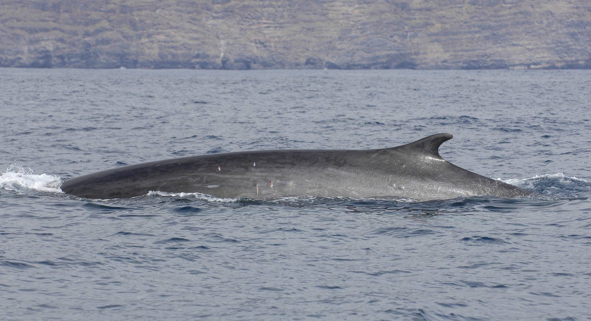 Whales La Gomera