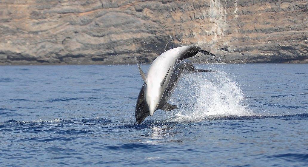 Spotted dolphins and whales