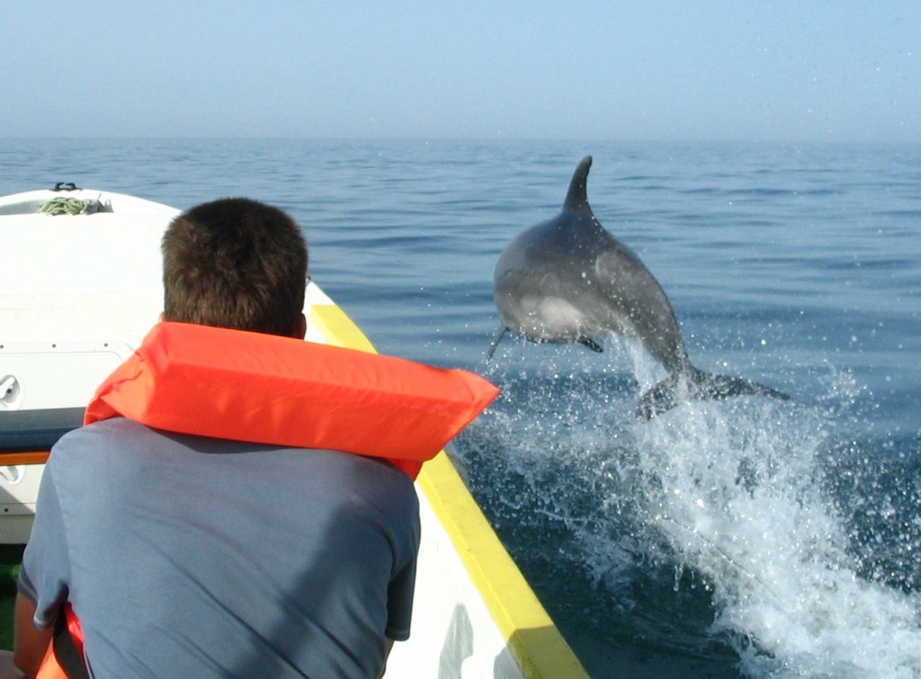 boat trips ria formosa - dolphin watching
