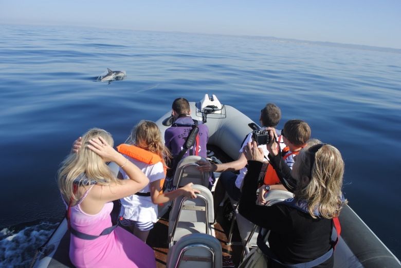 Dolphin tour in Faro