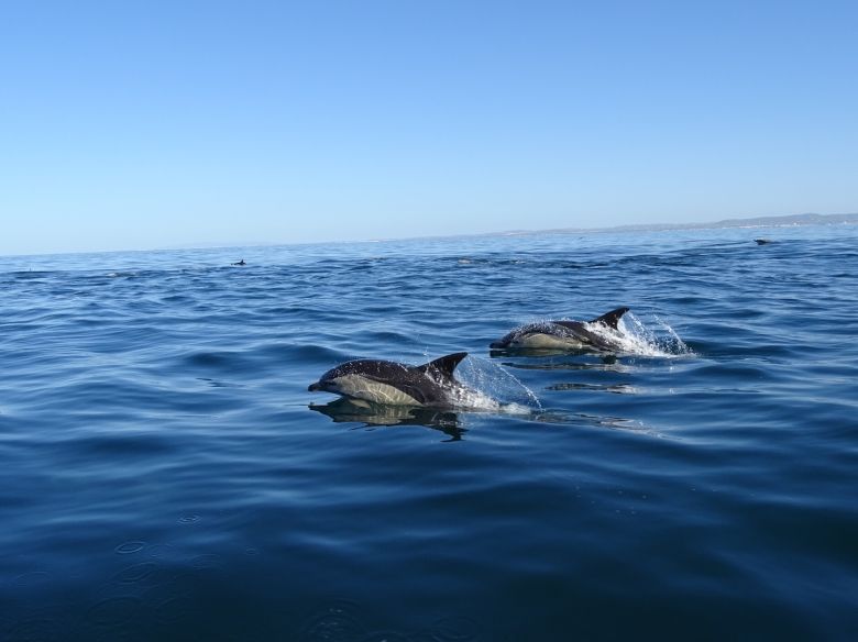 Dolphins in Faro