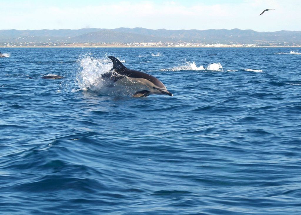 Dolphin watching in Olhão