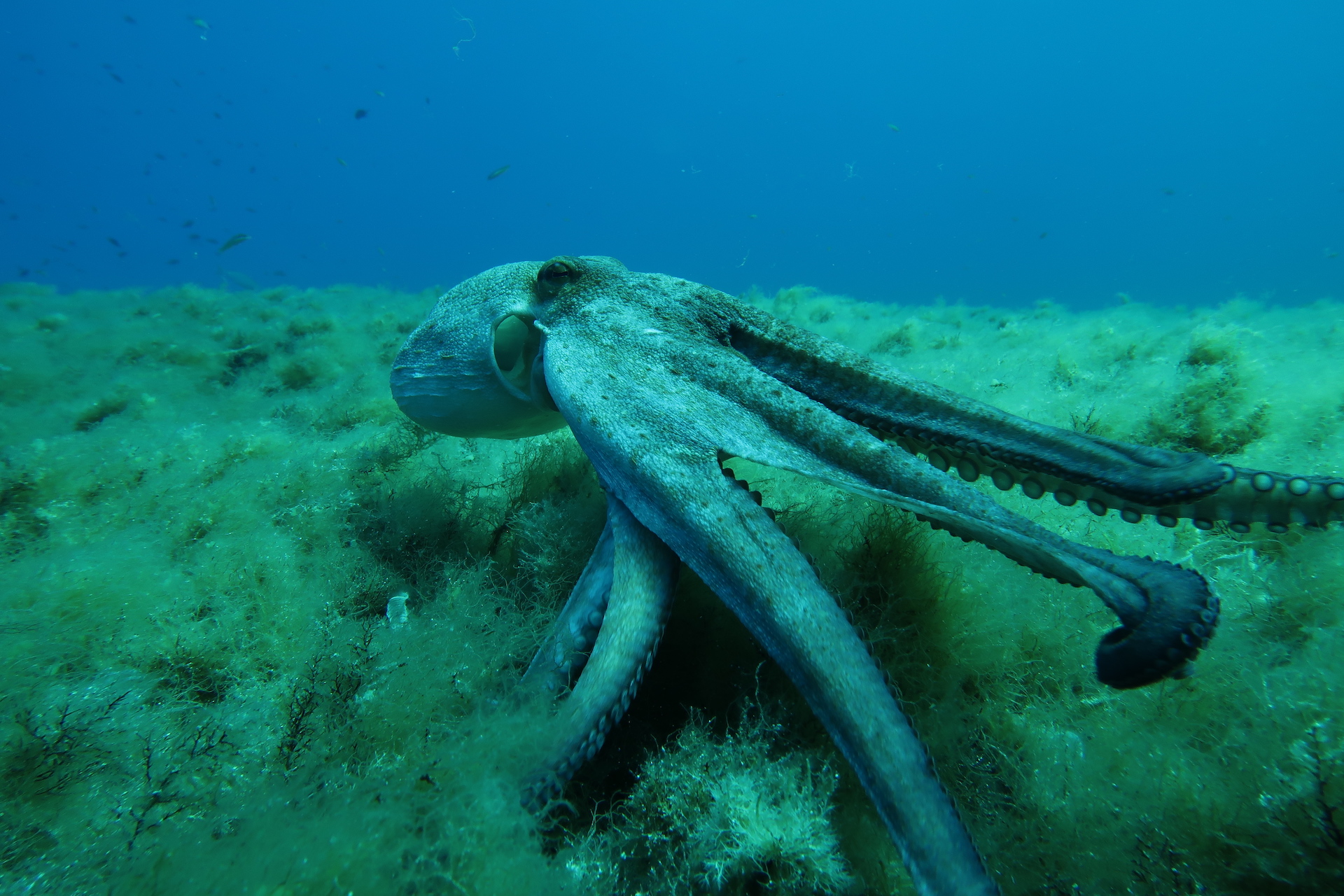 Formentera diving