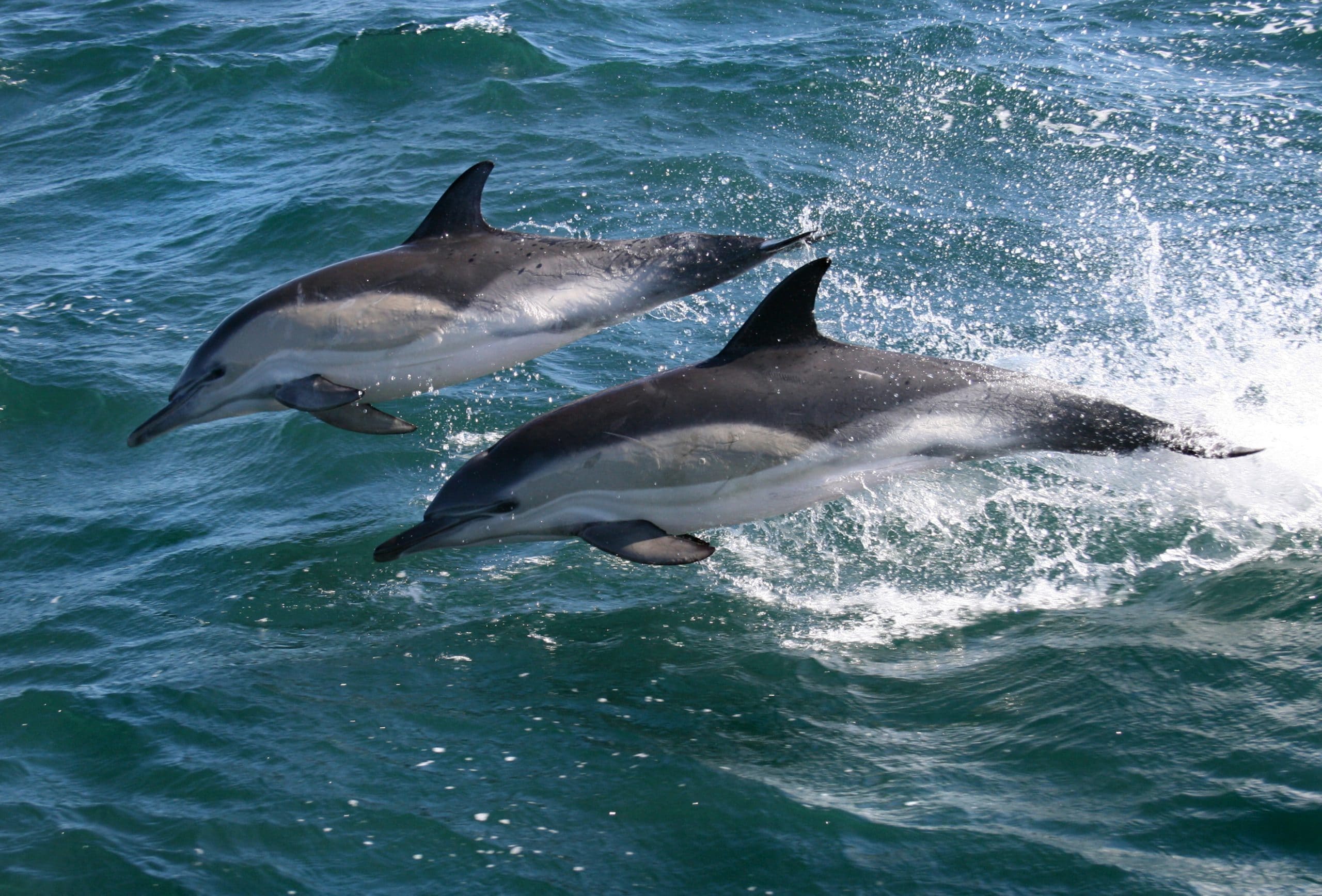 Spot wild dolphins in the Atlantic