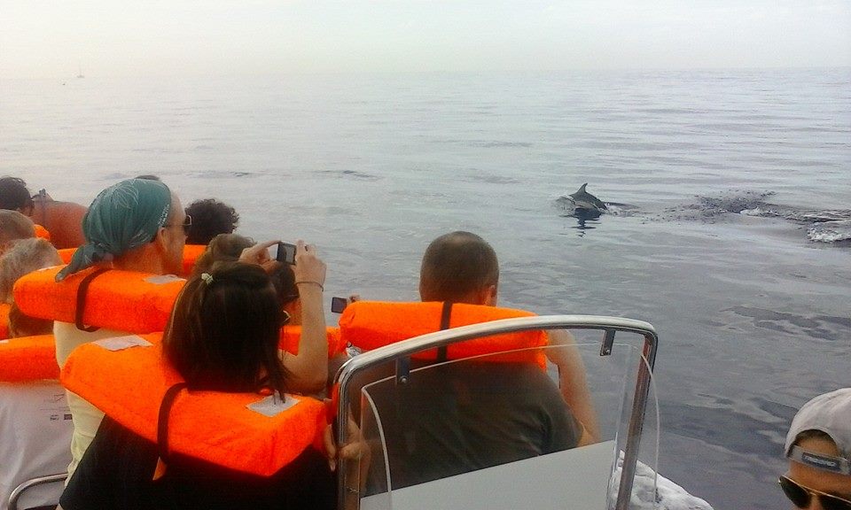 dolphin watching funchal madeira