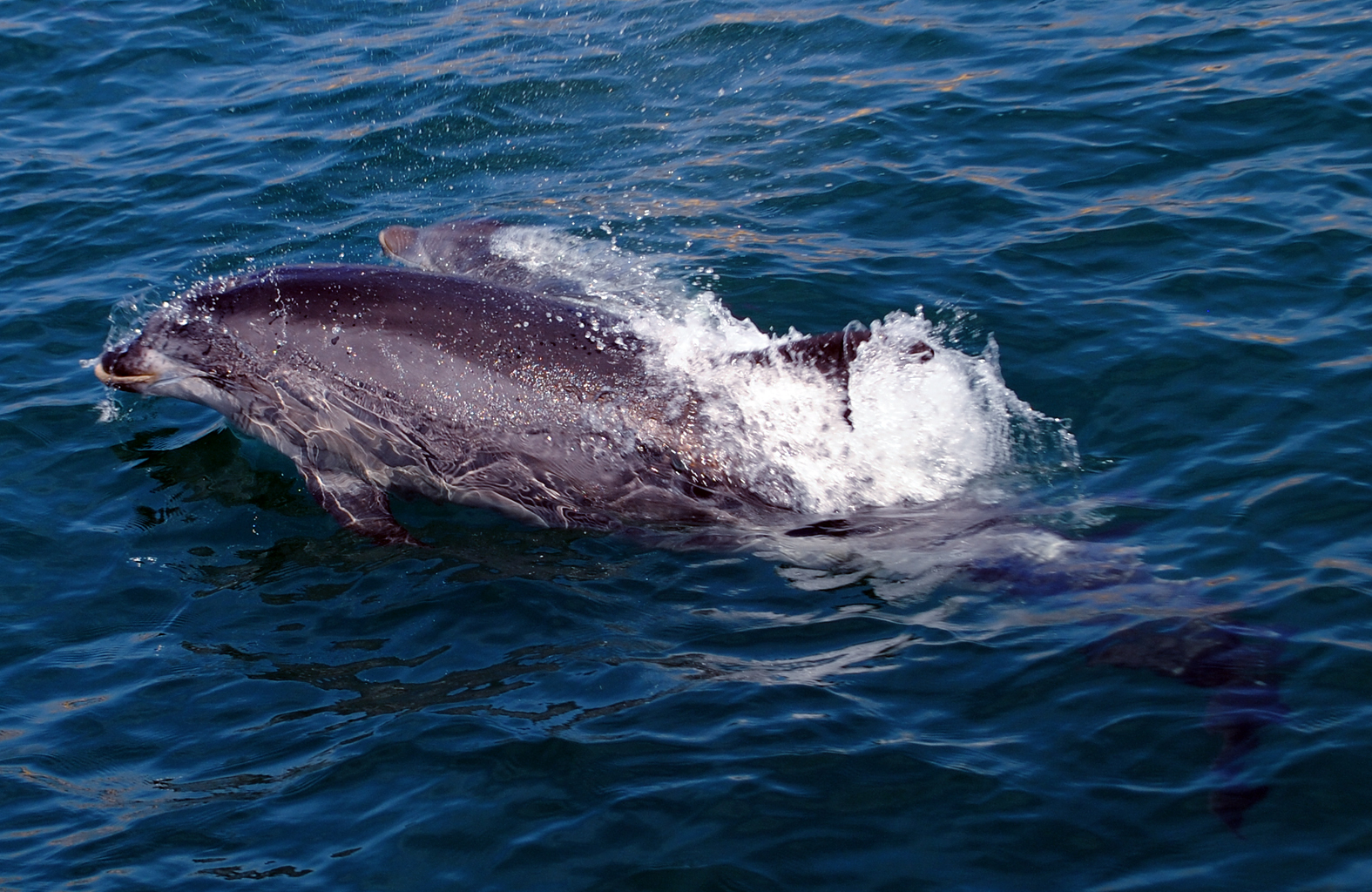 dolphin in Portimão