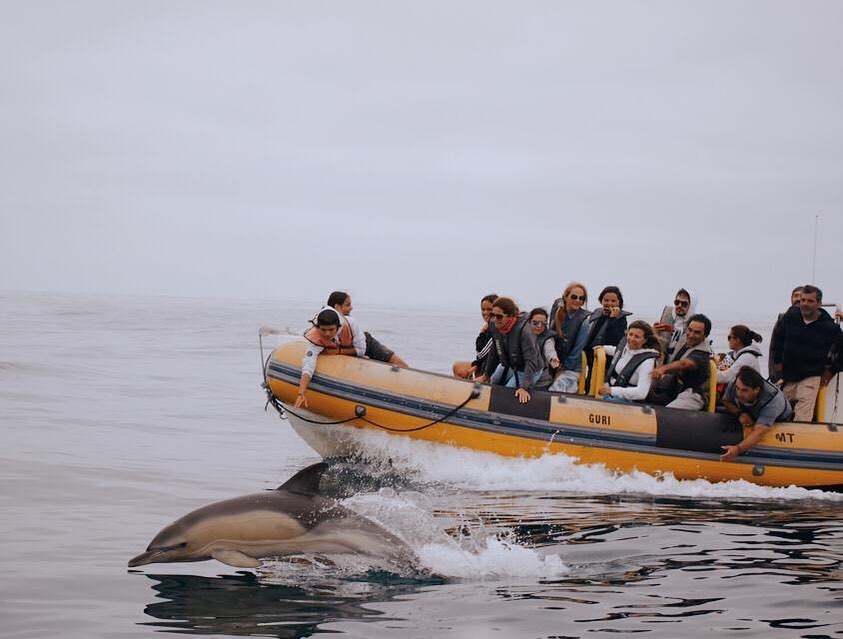 dolphin watching tour in Peniche