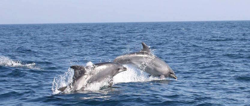 Dolphins and Caves cruise in Albufeira