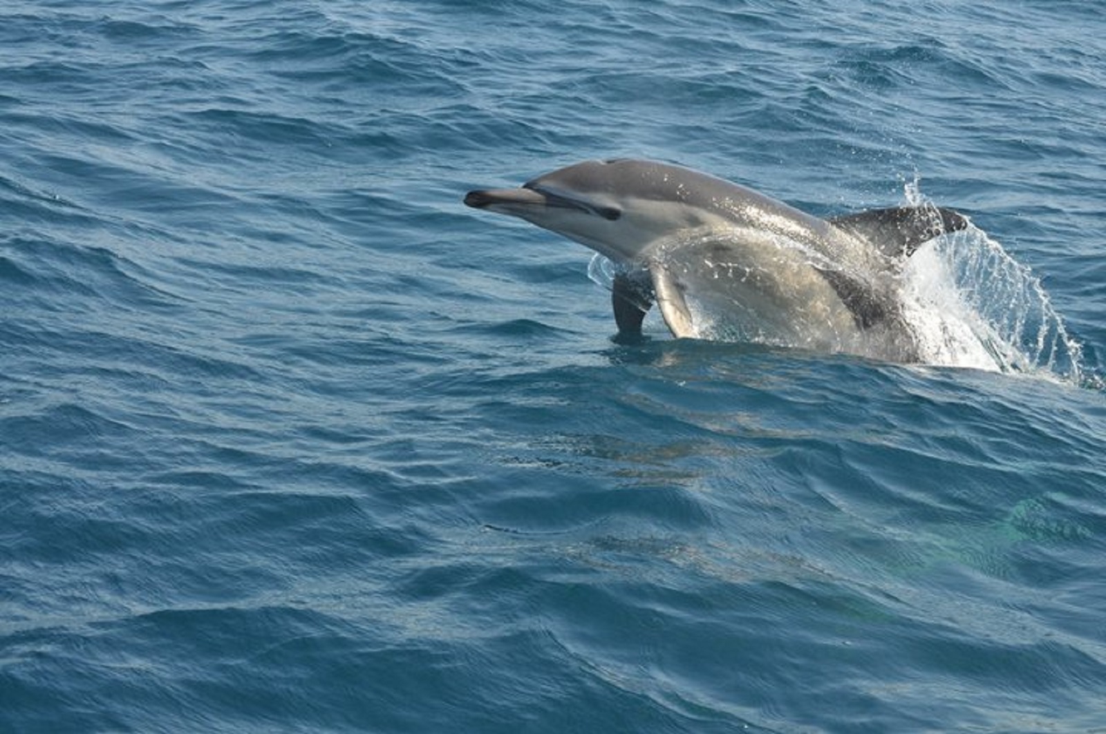 Admire wild dolphins