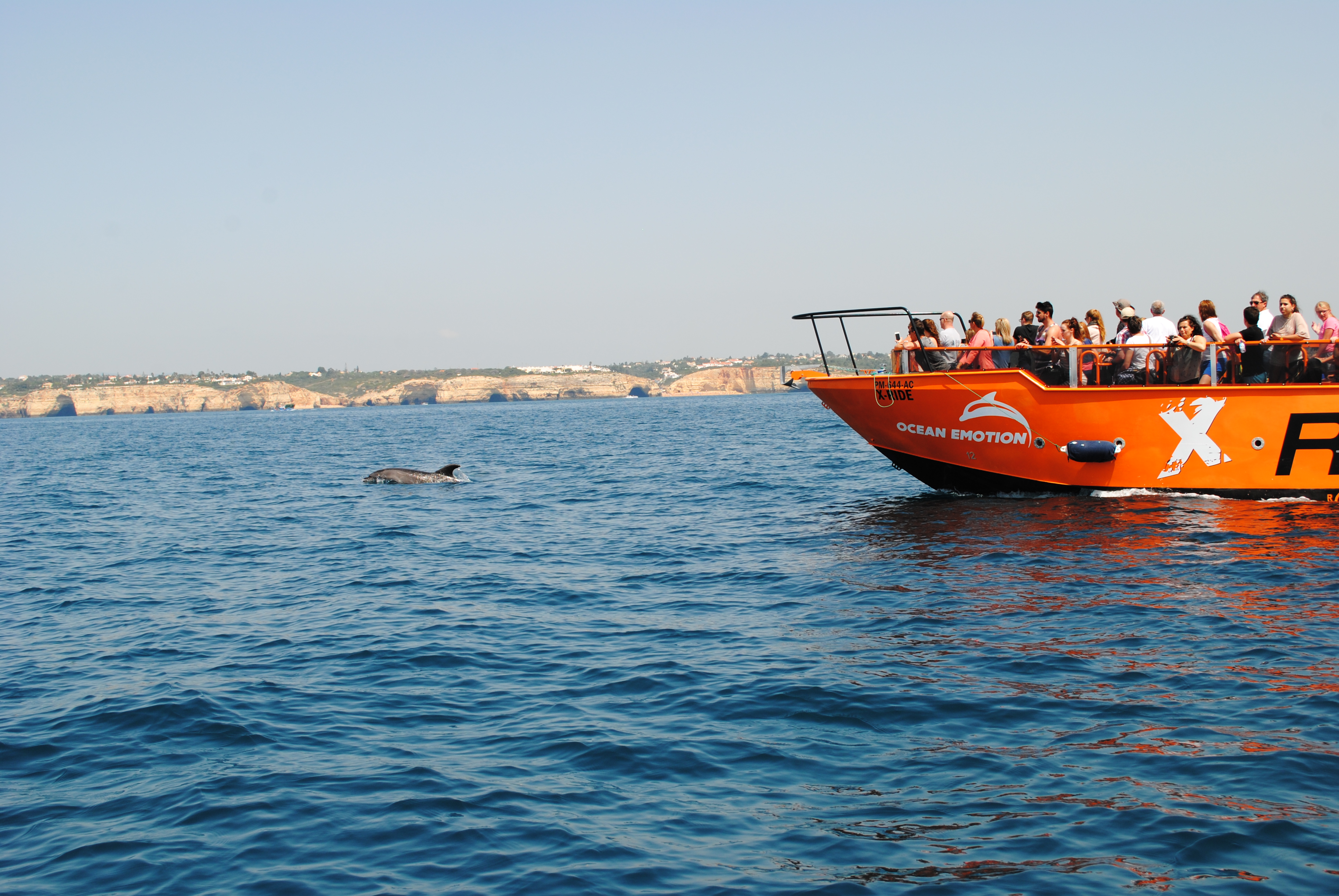 Dolphin watching in Albufeira