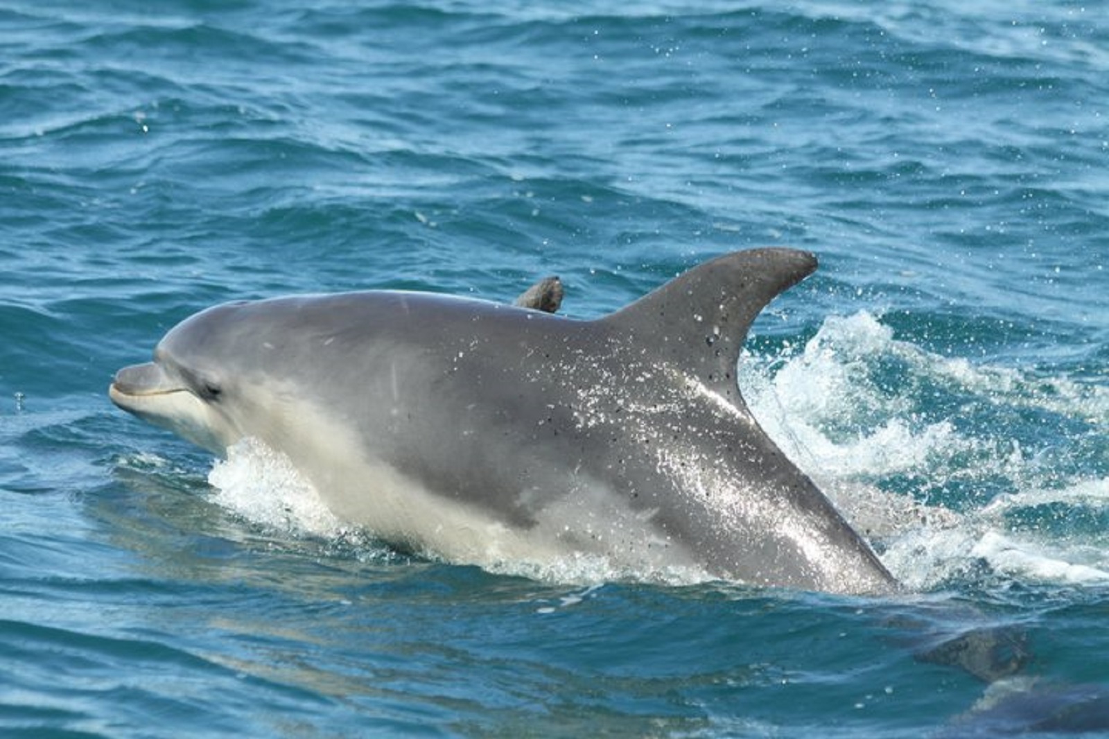 Private dolphin tour in Albufeira