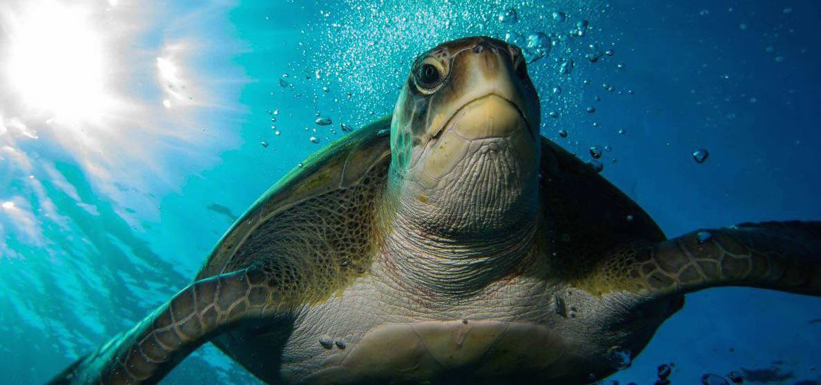 Make friends with turtles Snorkeling in Tenerife