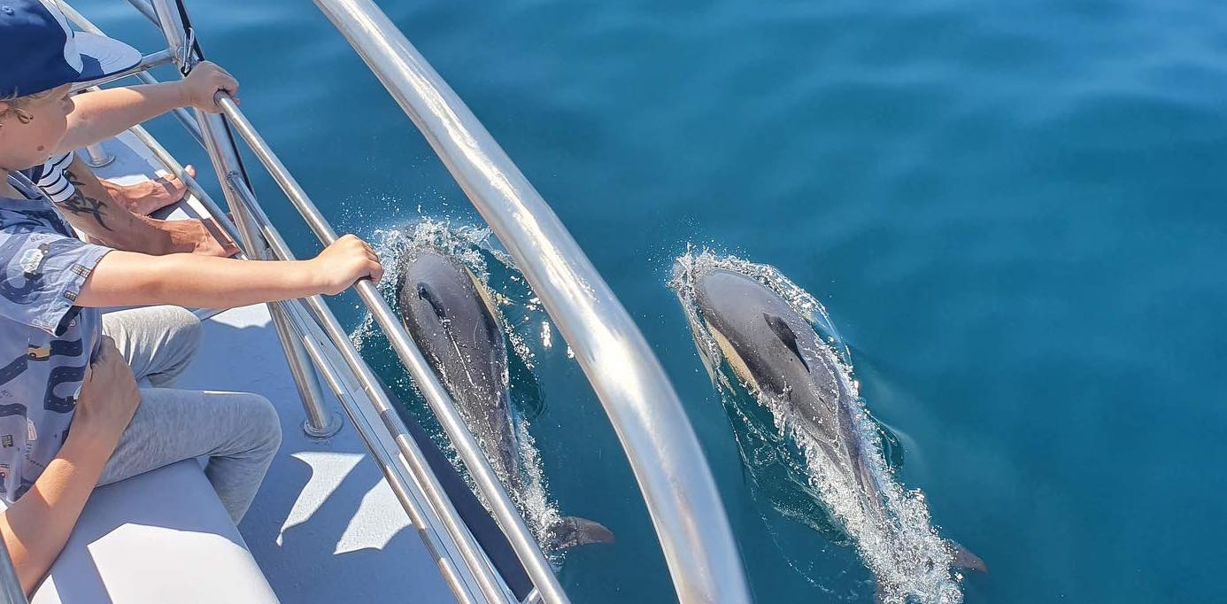 Be amazed by the spirit of the dolphins close to the boat