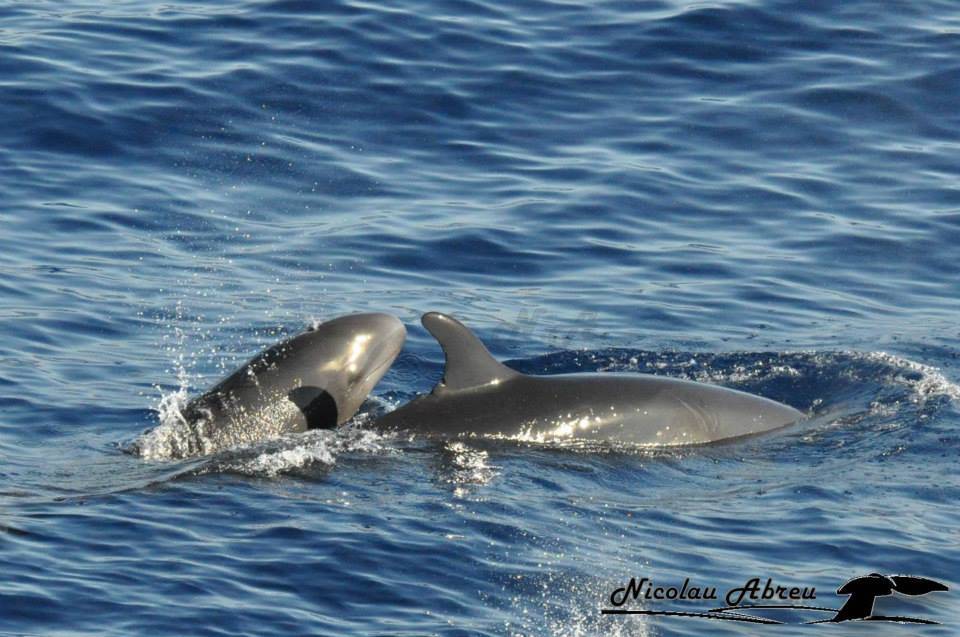 dolphin watching madeira