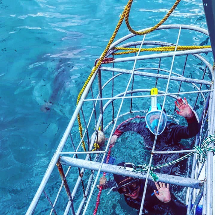 Cape town shark cage diving