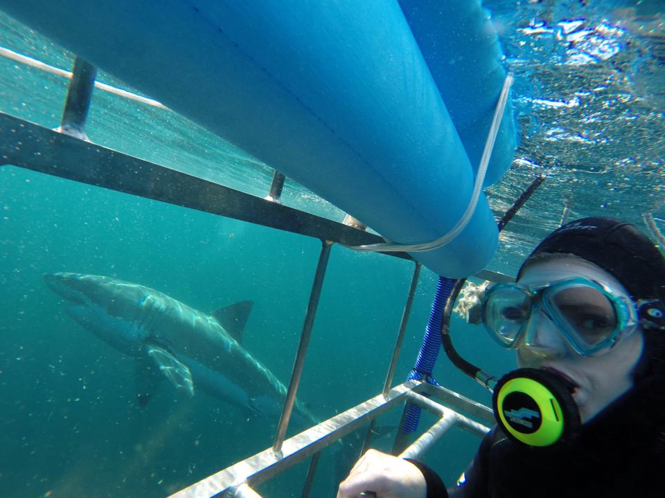 Cage diving with Sharks