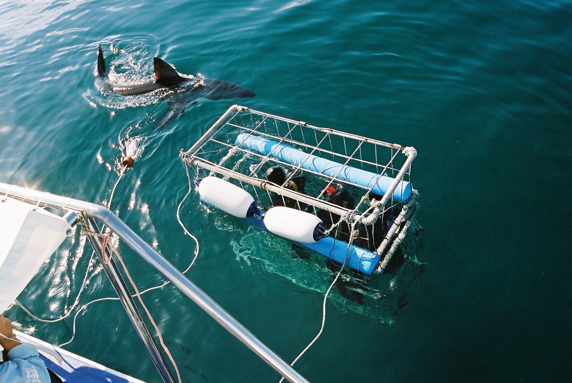 Cage diving with sharks