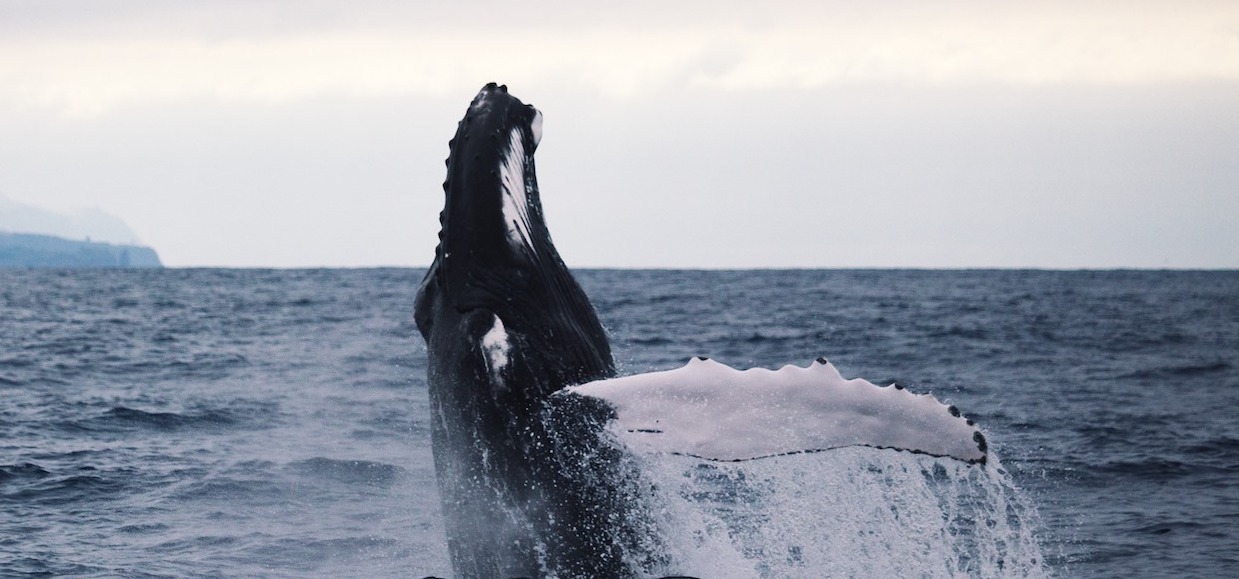Admire whales in the Azores