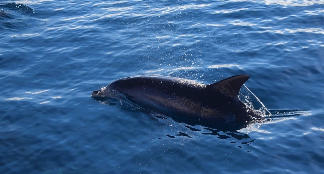 Find wild dolphins in Madeira