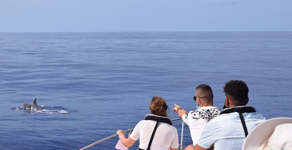 It's a magical experience to spot dolphins in Madeira