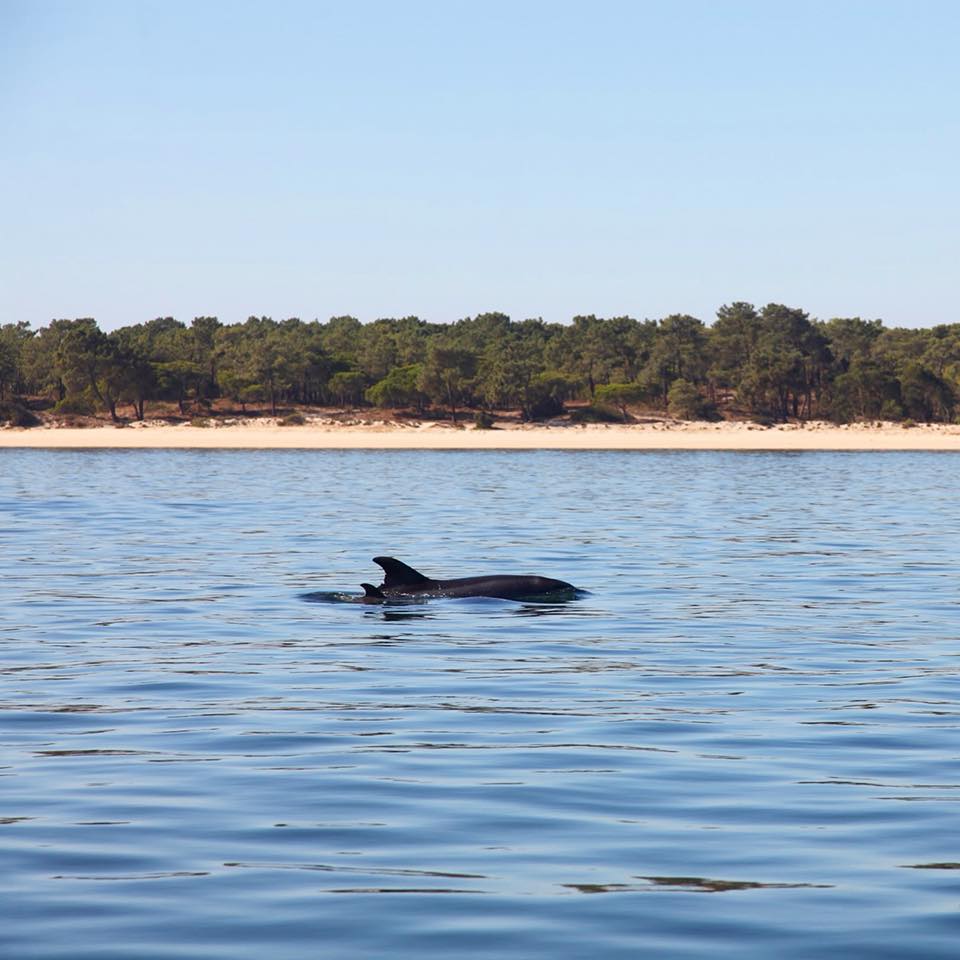 Find some wild dolphins in Setúbal