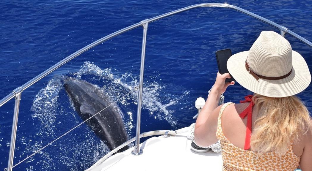 It's a magical encounter with dolphins in Madeira