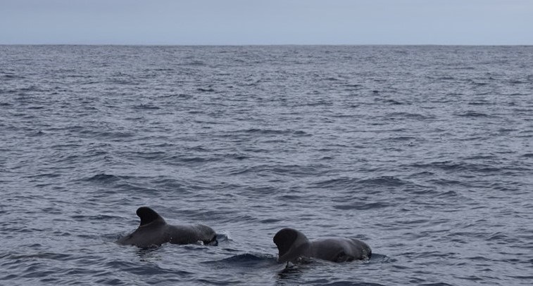 See wild whales in Madeira