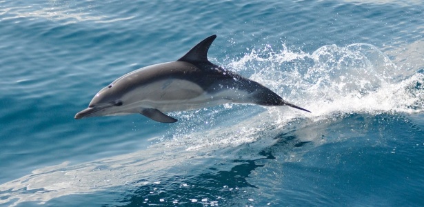 Dolphin watching in Faro