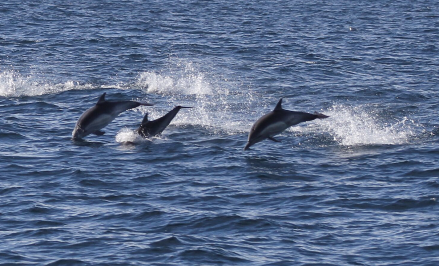 Wild Dolphins in Faro