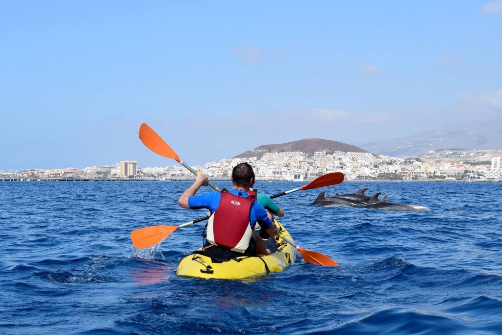 The dolphins are not afraid of the kayaks and can come really close
