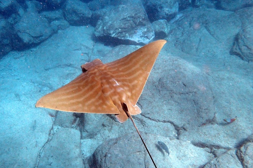 The rays also glide very elegantly over the seabed below us