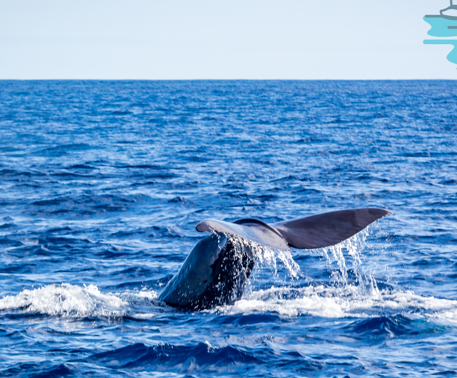 Whale Watching  Tour Terceira Island