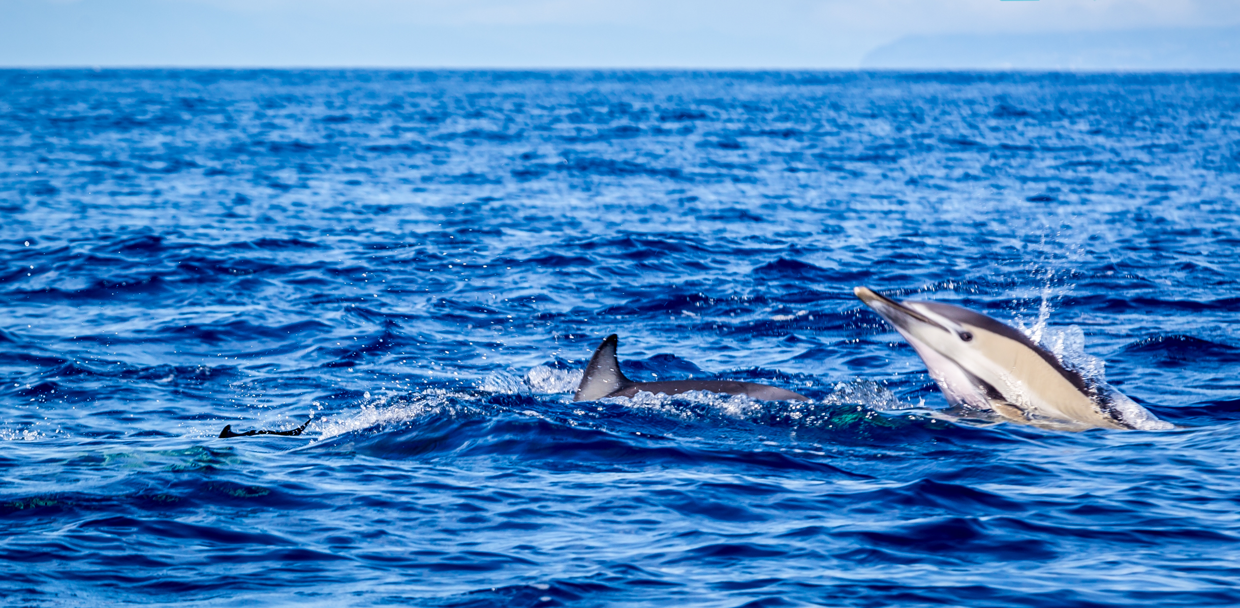 Dolphin Watching Terceira Island