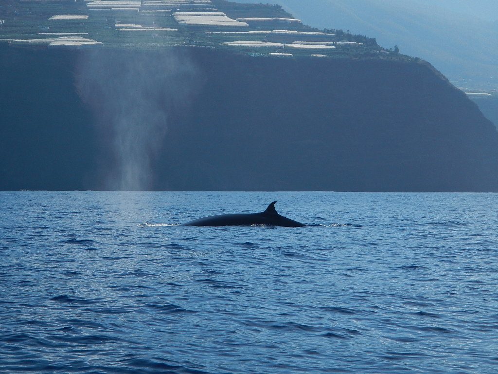 Whale watching in La Palma