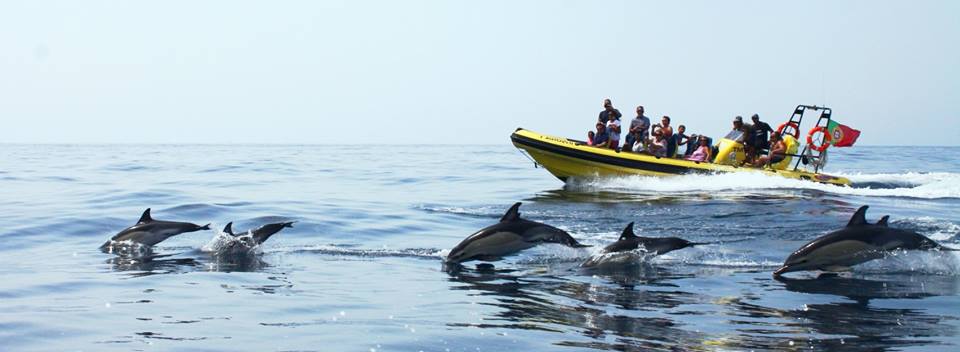 Caves and dolphin watching from Albufeira - close encounters with dolphins