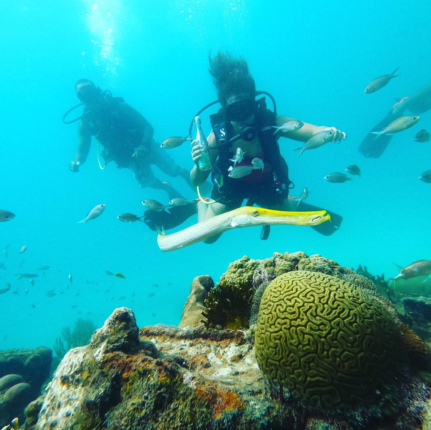 scuba diving in Barbados