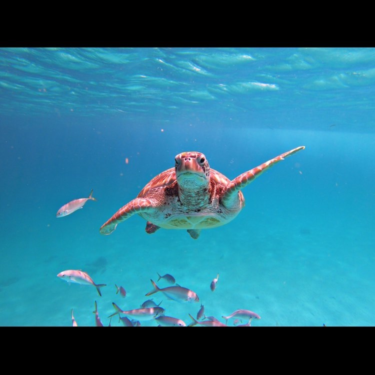 Sea turtles in Barbados