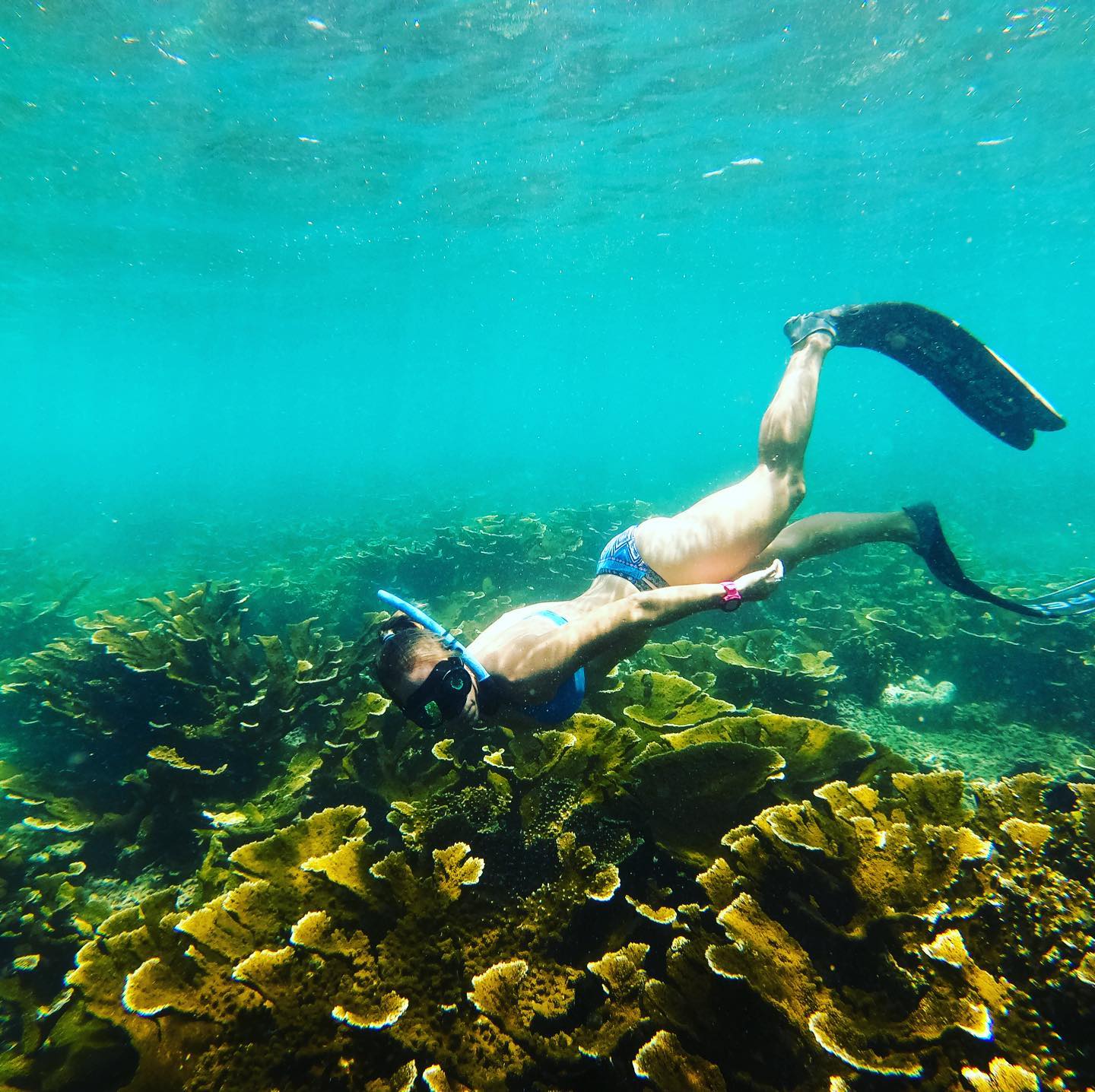 Private Snorkeling tour in Barbados